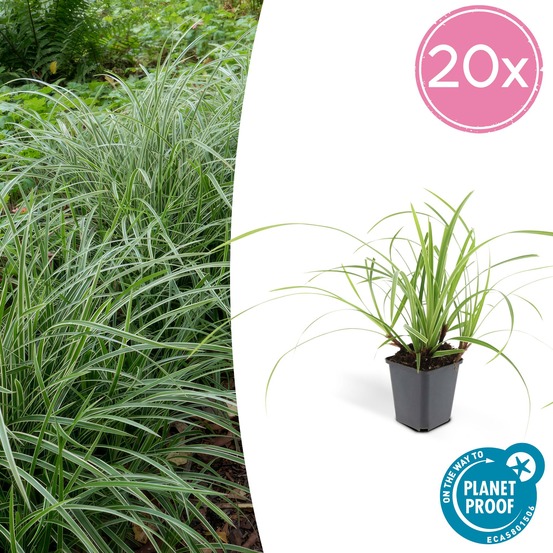 Carex laîche morrowii 'ice dance' x20 – entre 1,25 et 1,67m2