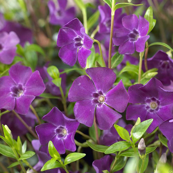 6 x petite pervenche 'atropurpurea' - vinca minor 'atropurpurea' - godet 9cm x 9cm