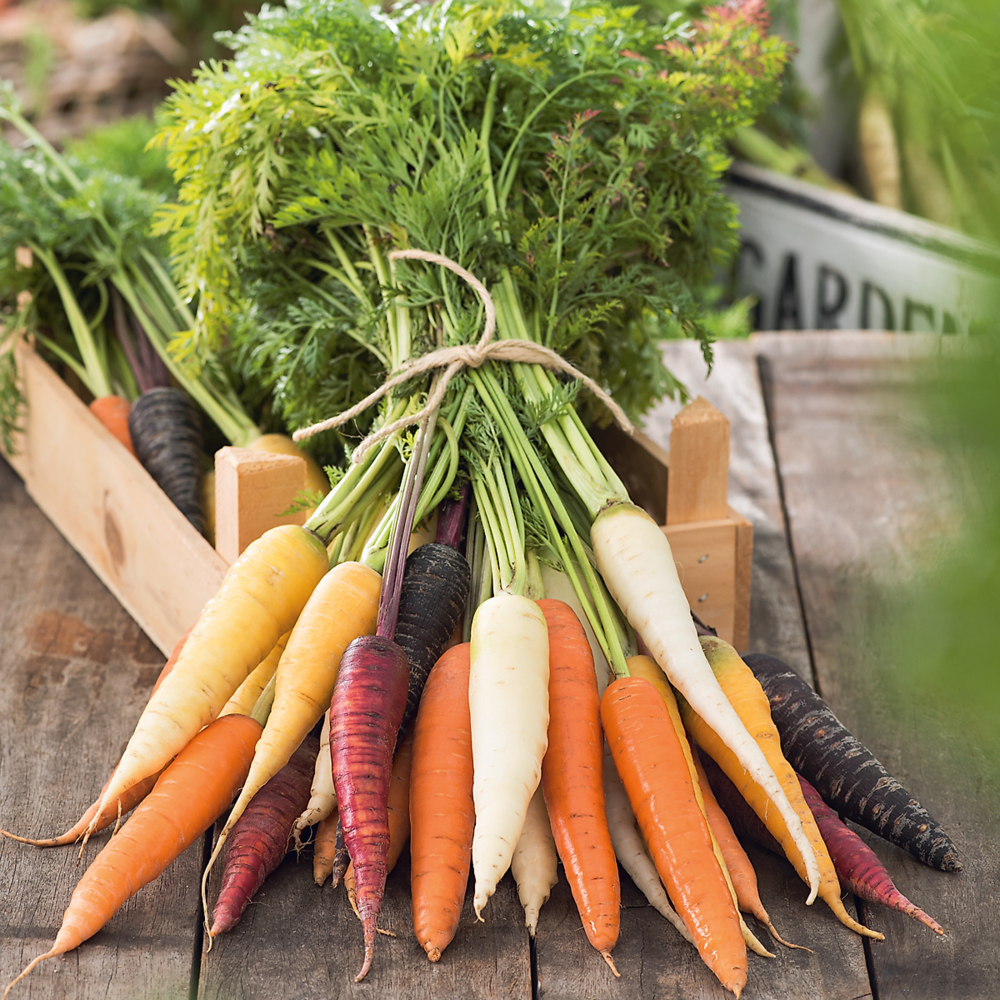 Carottes en melange f1 - 1000 graines