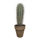 Pachycereus pringlei et son cache-pot marron h40cm - cactus d'intérieur