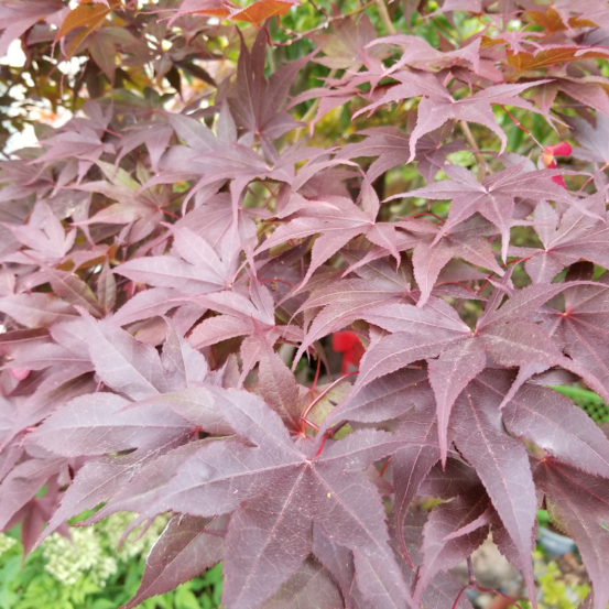 Érable du japon bloodgood - acer palmatum bloodgood 40cm
