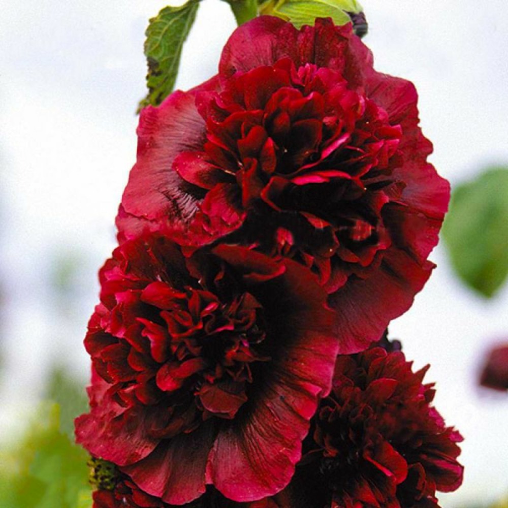 3 roses trémière charter's double pourpre (alcea rosea charter's)