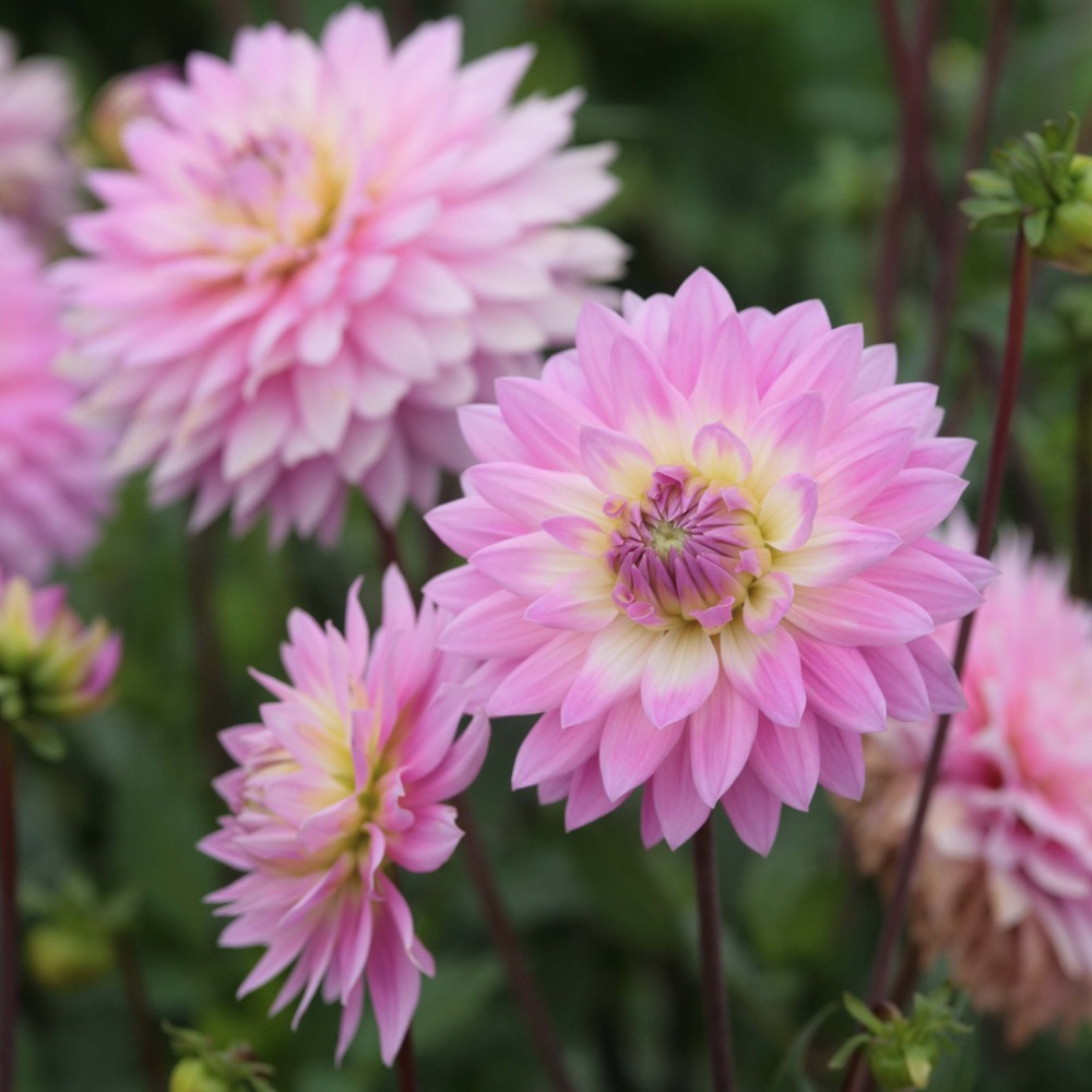 Dahlia décoratif 'miss delilah' bulbe calibre i