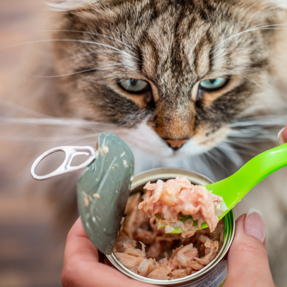 Carnilove - alimentation humide sans céréales à la dinde pour chat 90g