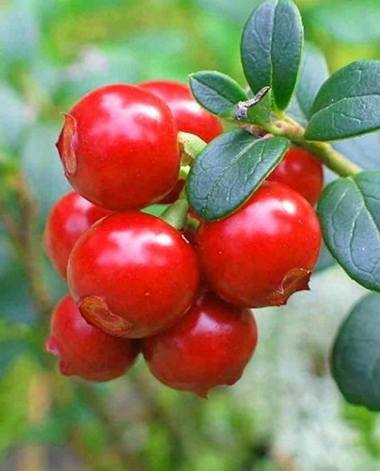 Vaccinium macrocarpon pèlerin (canneberge, canneberge) pot de 2 litres ? 10/30cm