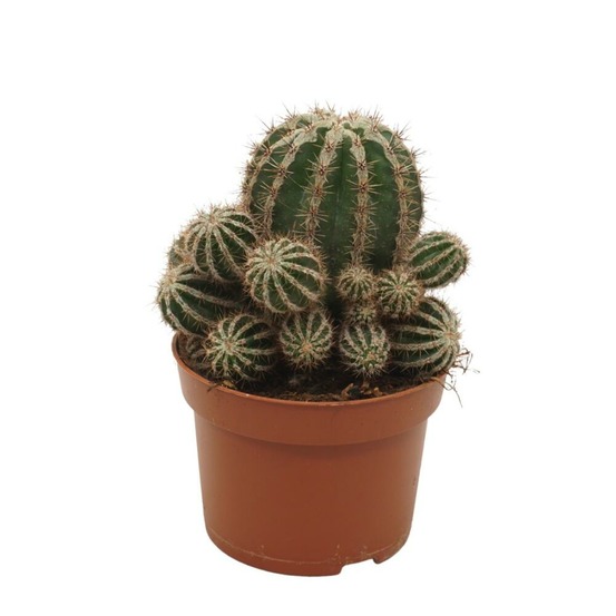 Cactus paysan echinopsis haku jo maru 10,5cm pot plante d'intérieur facile à entretenir