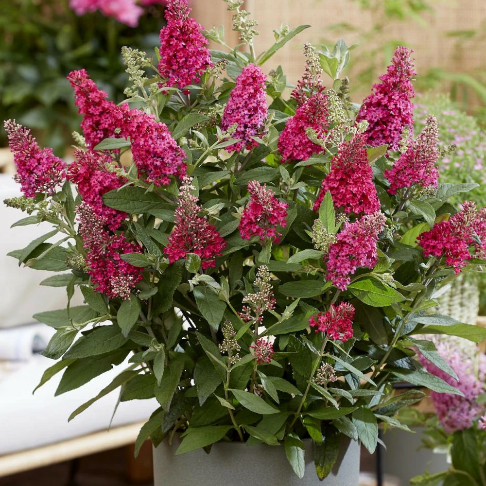 Arbre aux papillons butterfly candy® little ruby 'botex006', buddleia pot de 4l - 20/40 cm