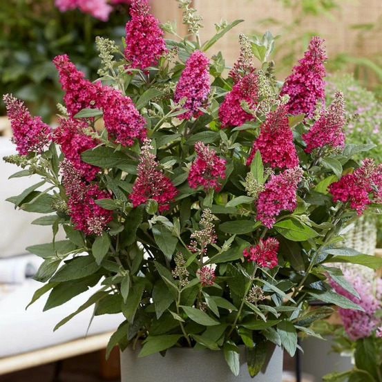 Arbre aux papillons butterfly candy® little ruby 'botex006', buddleia pot de 4l - 20/40 cm