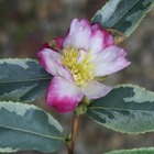 Camellia sasanqua 'versicolor' : c7.5l