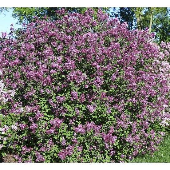 Lilas bloomerang 'dark purple' pot de 3l/4l