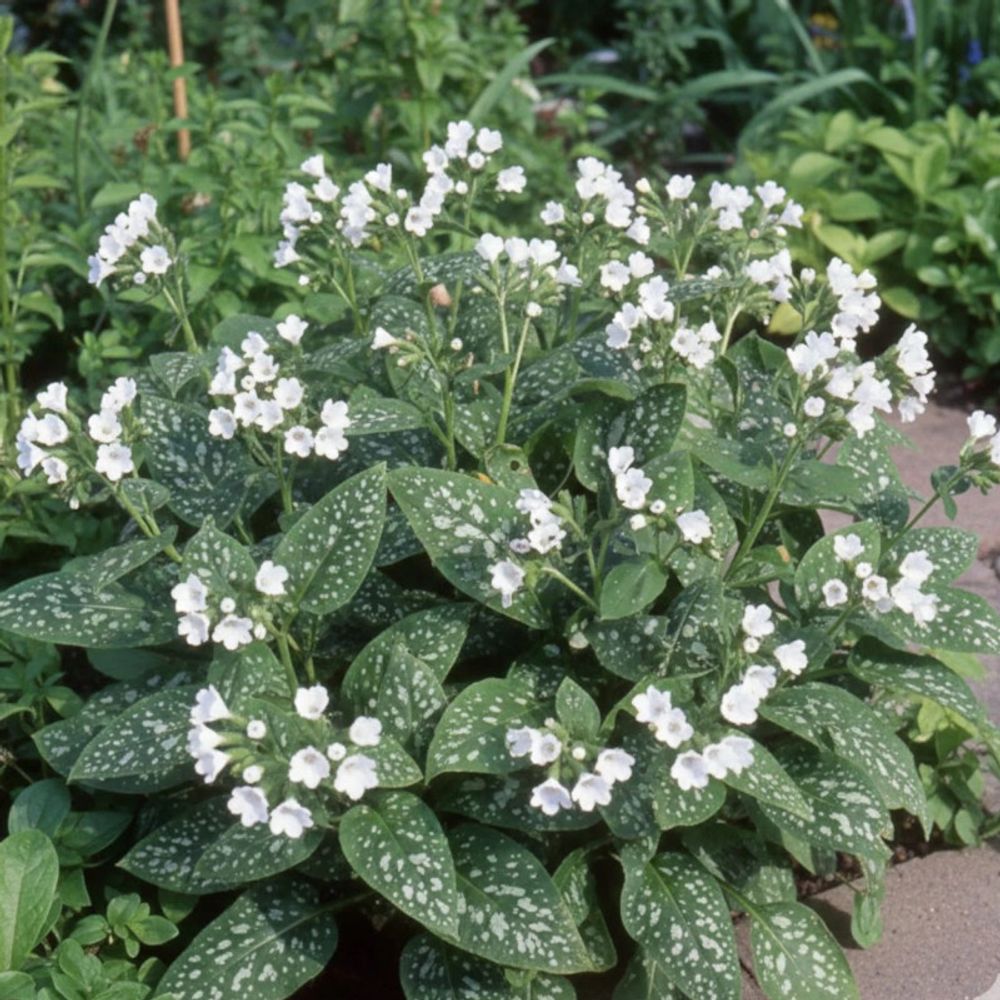 Pulmonaire sissinghurst white lot de 3 godets