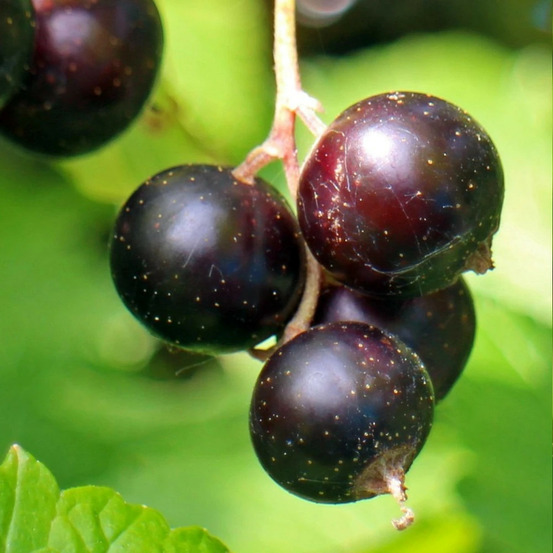 Cassis perles d´auvergne® 'delcaresnoi' pot de 2l