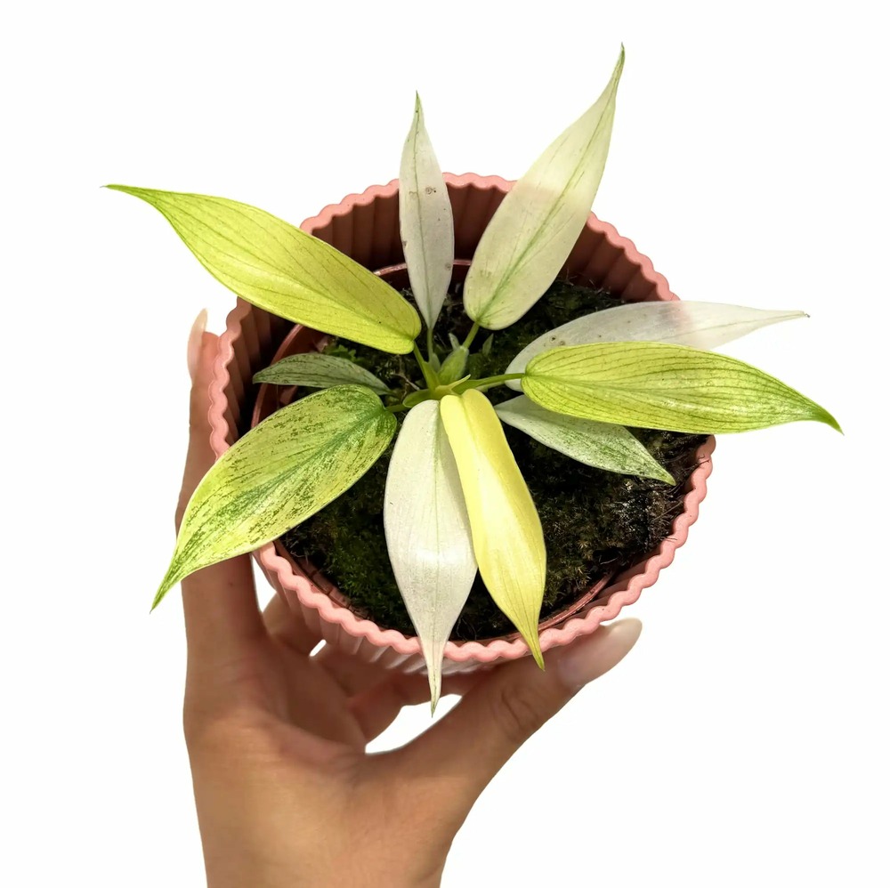 Philodendron florida ghost - pot de 9cm