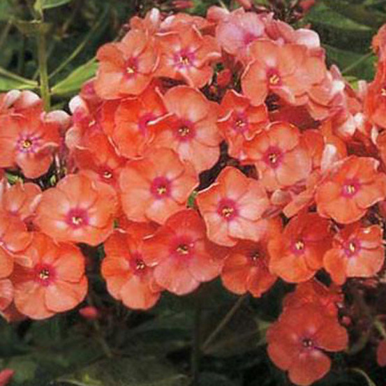6 x phlox paniculé 'orange perfection' - phlox paniculata 'orange perfection' - godet 9cm x 9cm