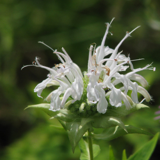 Monarde 'schneewittchen' godet de 8/9 cm