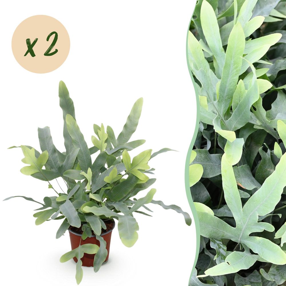 Phlebodium aureum blue star - pet-friendly - pot de 12cm - hauteur 25-30cm - plantes d'intérieur