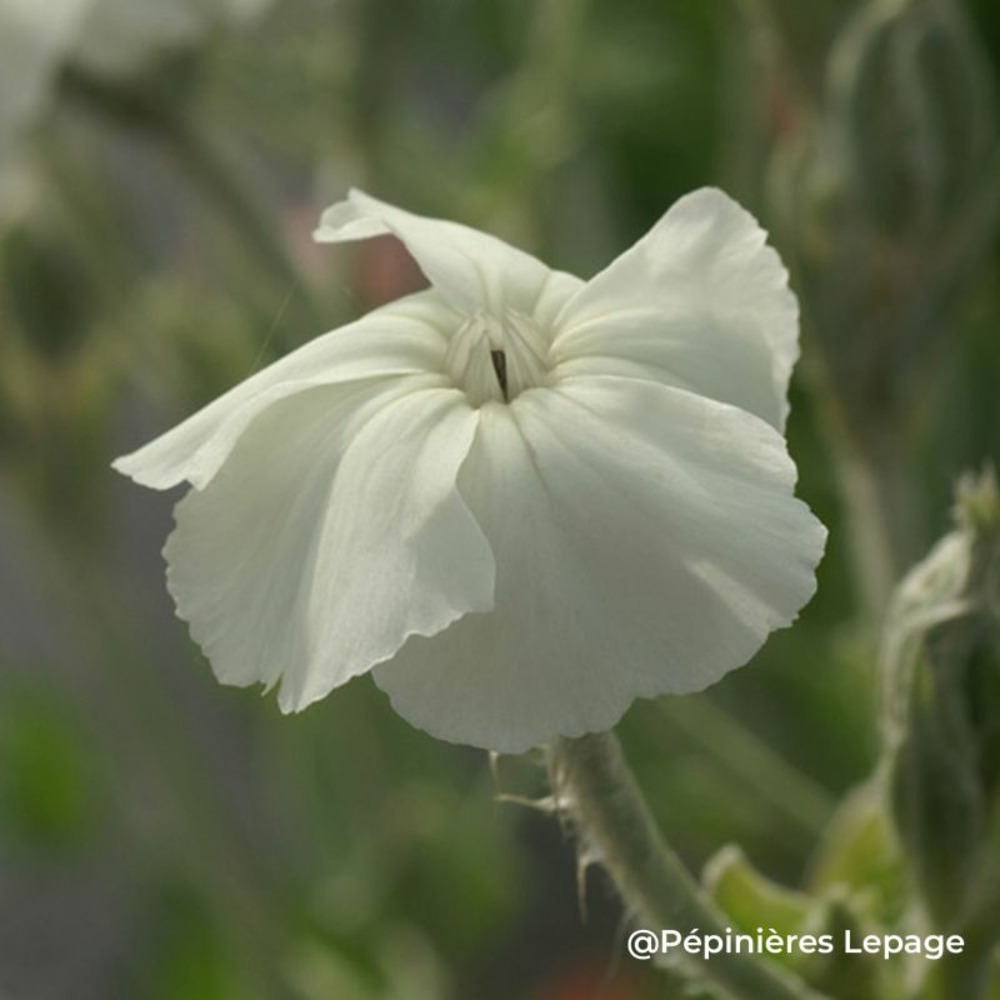 3 coquelourdes blanche (silene coronaria 'alba')