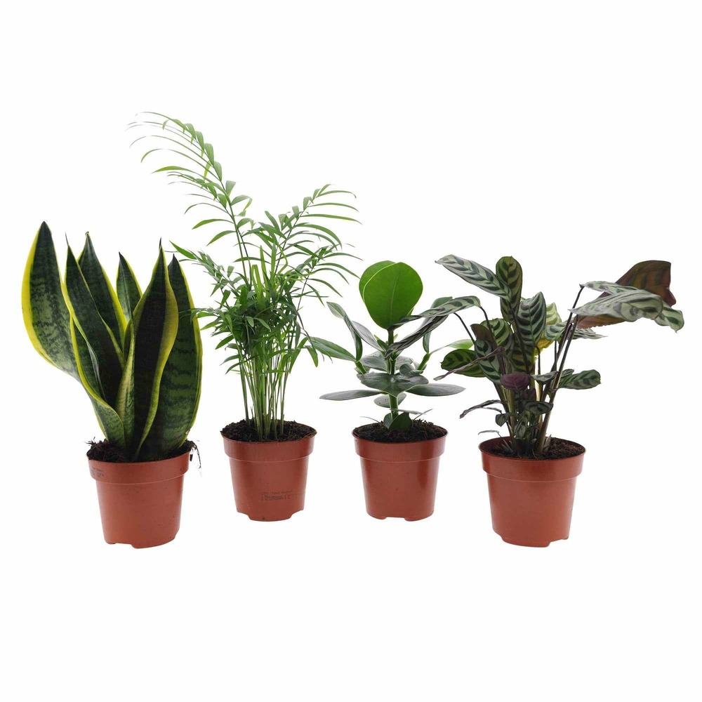 Collection de 4 plantes d'intérieur faciles - les 4 pots / ø 12cm / hauteur livrée 25-50cm