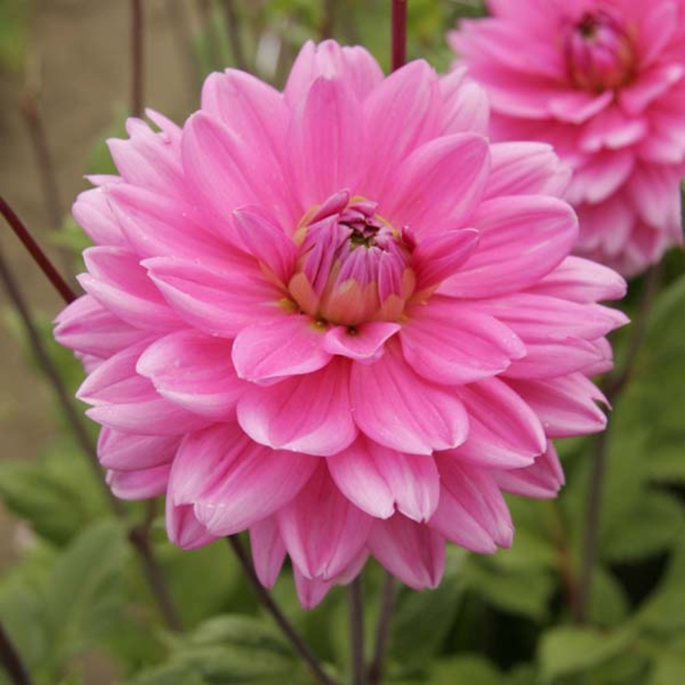 Dahlia décoratif 'nashville' bulbe calibre i