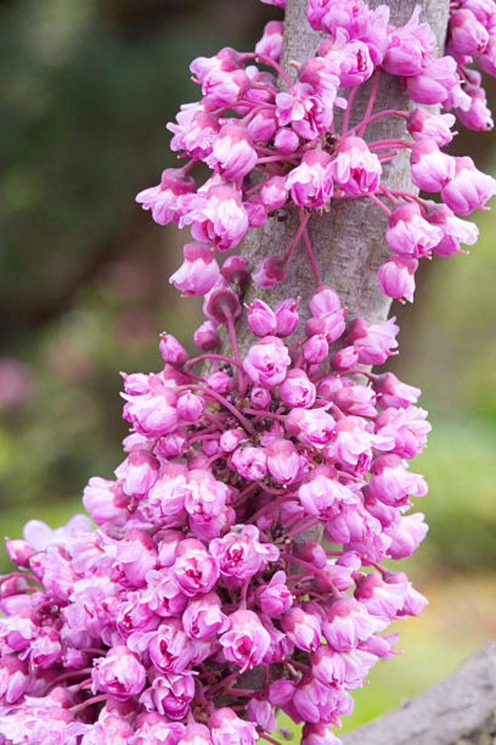 Cercis canadensis pink pom pom - pot 15 l