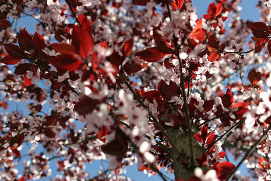 Prunus pissardii - pot 20 l