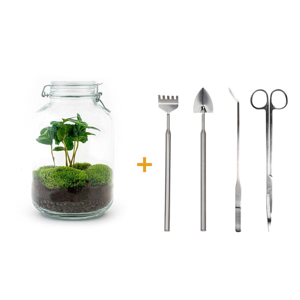 Terrarium à composer bouteille en verre recyclé - ø18-h28cm - avec kit 4 outils - caféier - terrarium diy