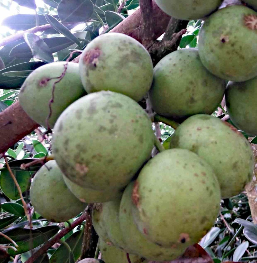 Casimiroa edulis (sapote blanche) pot de 7 litres ? 60/80 cm