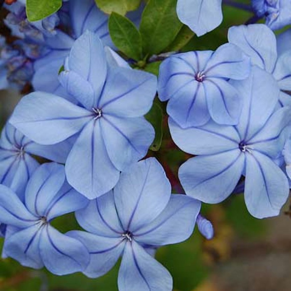 Plumbago du cap pot de 2l/3l