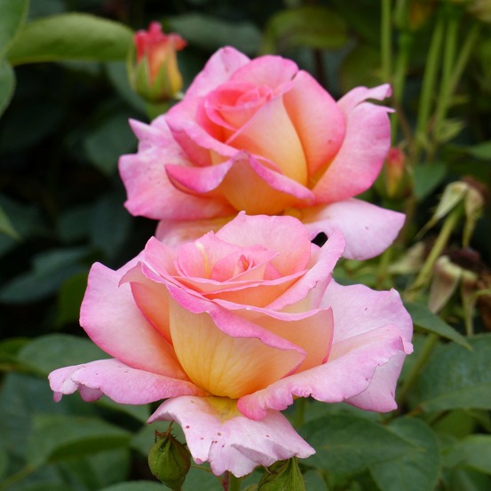 Rosier à grandes fleurs andré eve pot de 4l/5l