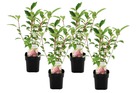 Hydrangea paniculata vanille-fraise - hortensia - set de 4 - ⌀17cm - h25-40cm