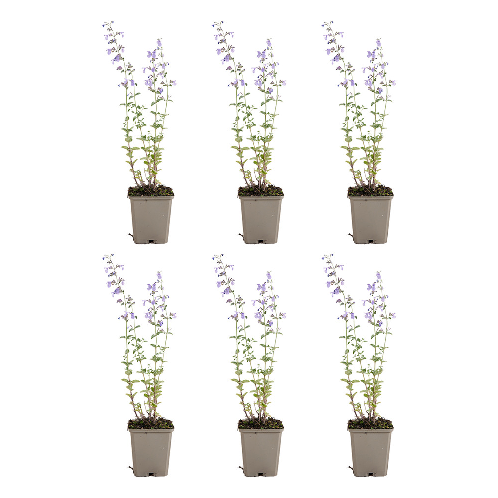 Lot de 6 - nepeta walker's low - cataire - h. 10-20 cm - p. Ø 9 cm