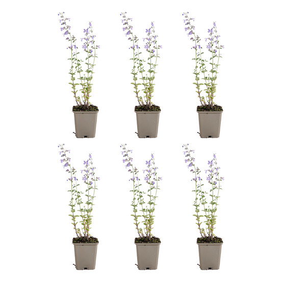 Lot de 6 - nepeta walker's low - cataire - h. 10-20 cm - p. Ø 9 cm