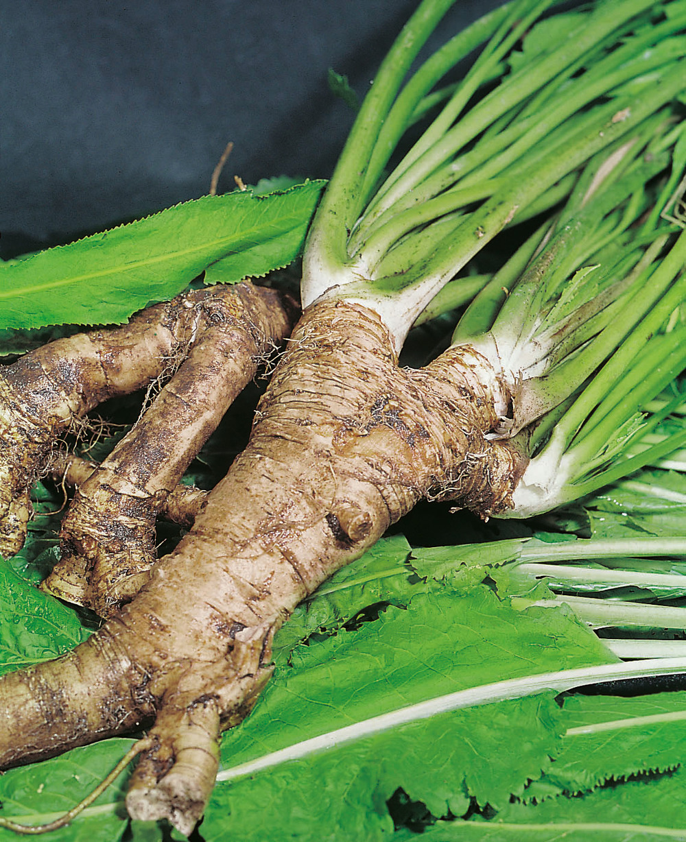 Raifort - lot de 2 godets