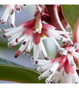 Sarcococca 'winter gem' pot de 7,5l/10l