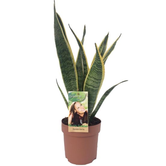 Sansevieria laurentii - h50 cm - ø14 cm