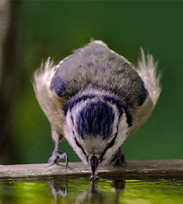 abrevoir oiseaux jardin