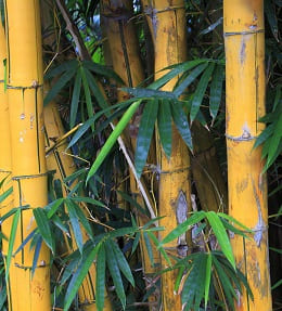 Les bambous persistants et colorés