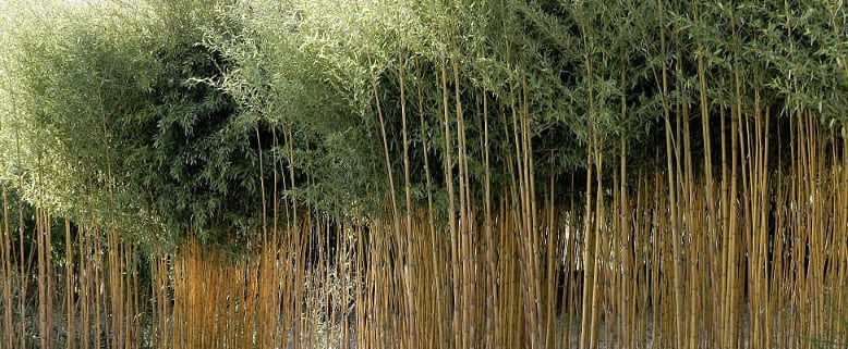 haie de bambous phyllostachys 