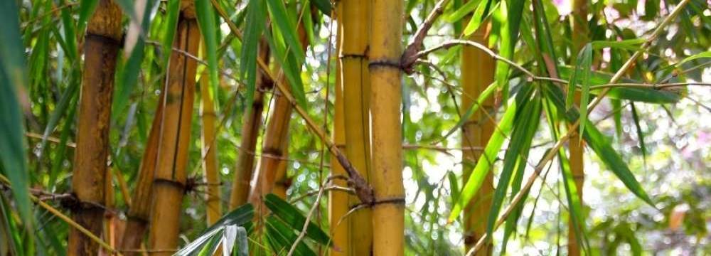 bambou haie