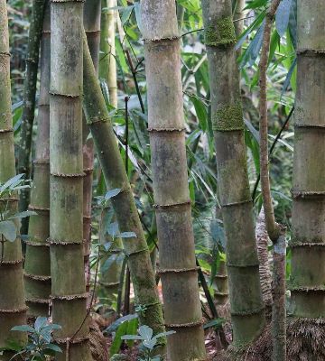 barriere anti-rhizomes