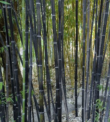 plantation bambou noir