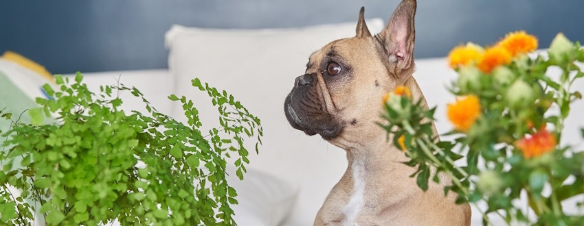 Plantes petfriendly