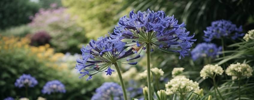 Champ d'agapanthes aux fleurs bleues et violettes émergeant sur fond de verdure luxuriante.
