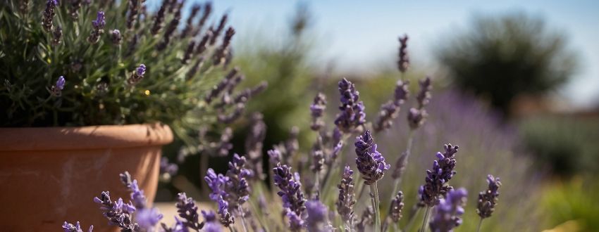 Plant de lavande apportant de la couleur à un jardin méditerranéen