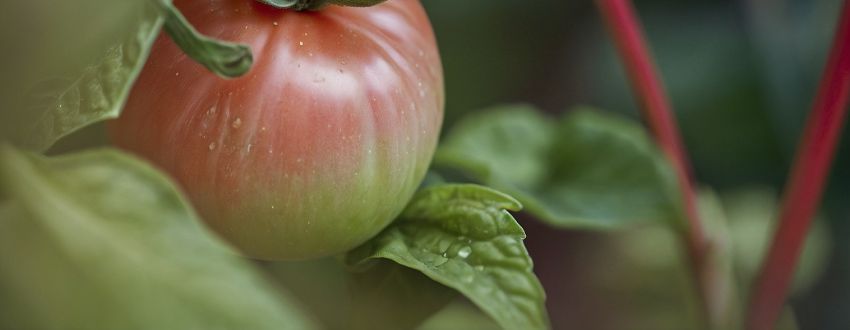 Tomate juteuse ayant poussé dans un petit potager