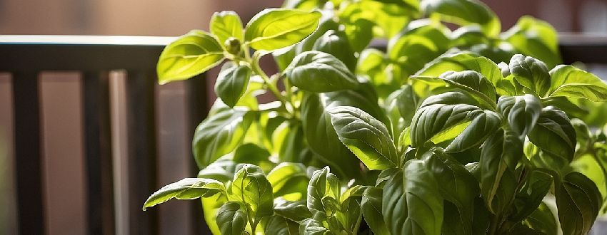 Basilic en pot sur un balcon