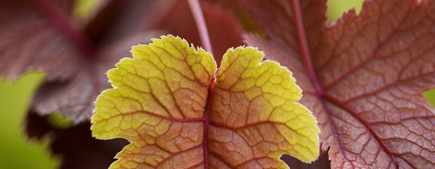 Magnifique feuille d' Heuchera