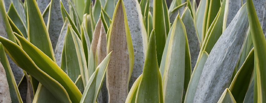 Focus sur le feuillage d'une plante épée de saint georges