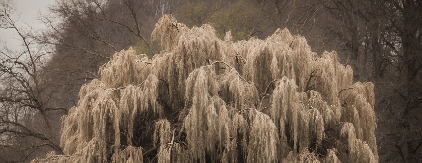 Feuillage d'un magnifique Salix