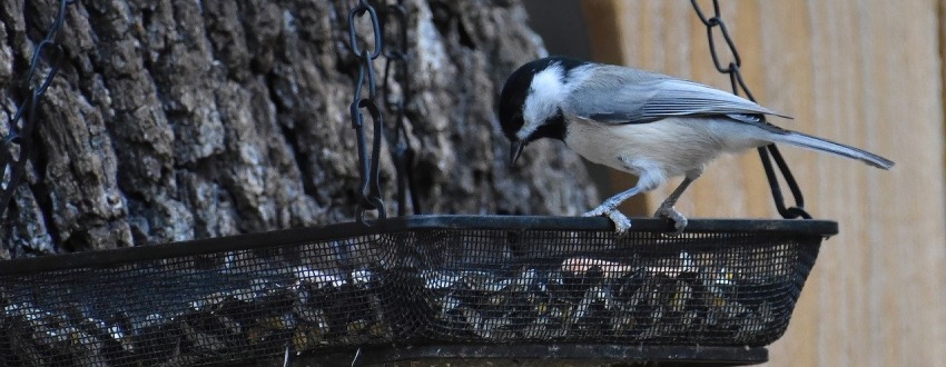 mangeoire oiseau